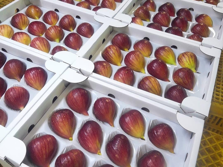 生産者のこだわり