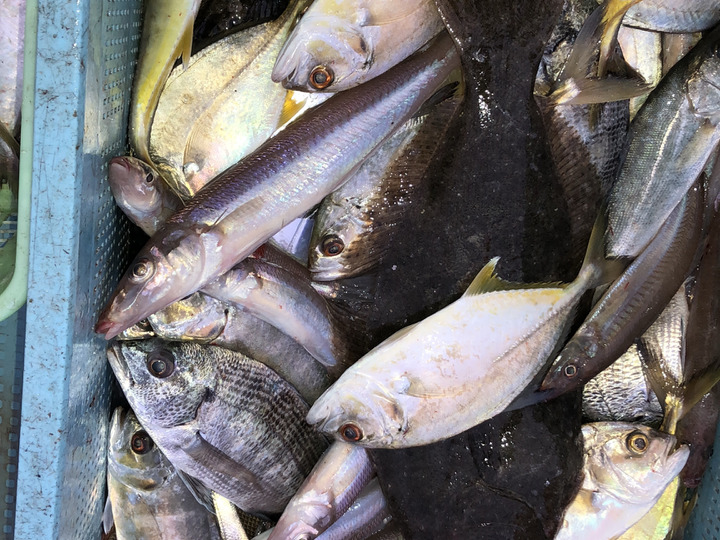 鏡の漁師の魚達！お楽しみ鮮魚BOX！【1日3セット限定】：熊本県産の魚｜食べチョク｜産地直送(産直)お取り寄せ通販 - 農家・漁師から旬の食材を直送