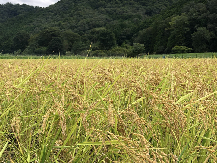 龍の瞳 2kg 米 白米 令和6年産 いのちの壱 送料無料 帰歳暮