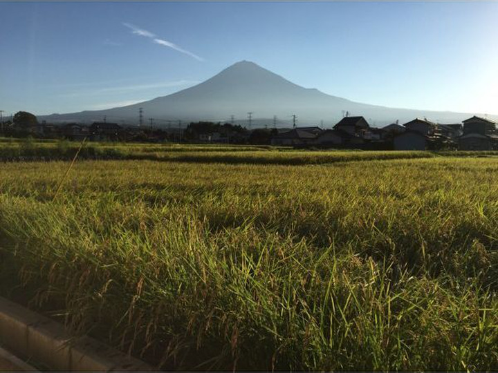 静岡県産 天然山椒 すりこ木 R5-21 簡潔