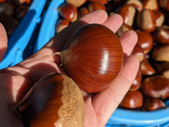 小布施栗 4Lサイズ 3キロ 特選大粒小布施産3L〜無燻蒸の小布施栗1kgクール便：長野県産の銀寄