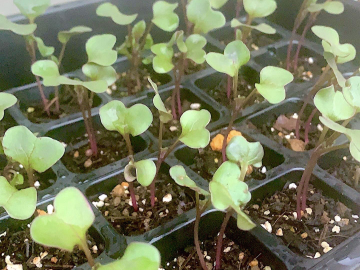 種の自家採取と無肥料・無農薬へのこだわり