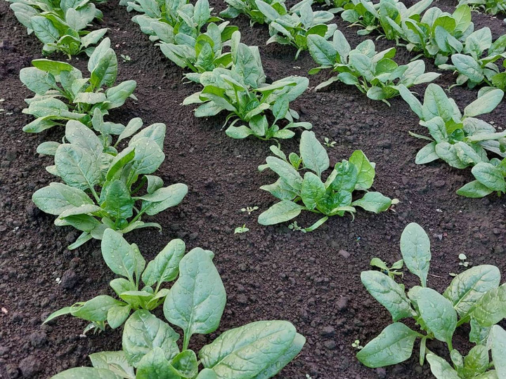 安全・安心、そして美味しい野菜を食べていただきたい。