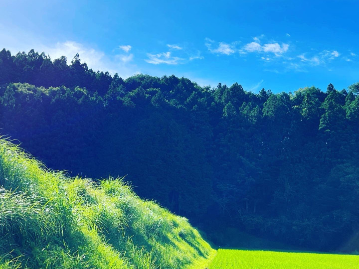自然豊かな山に囲まれて栽培