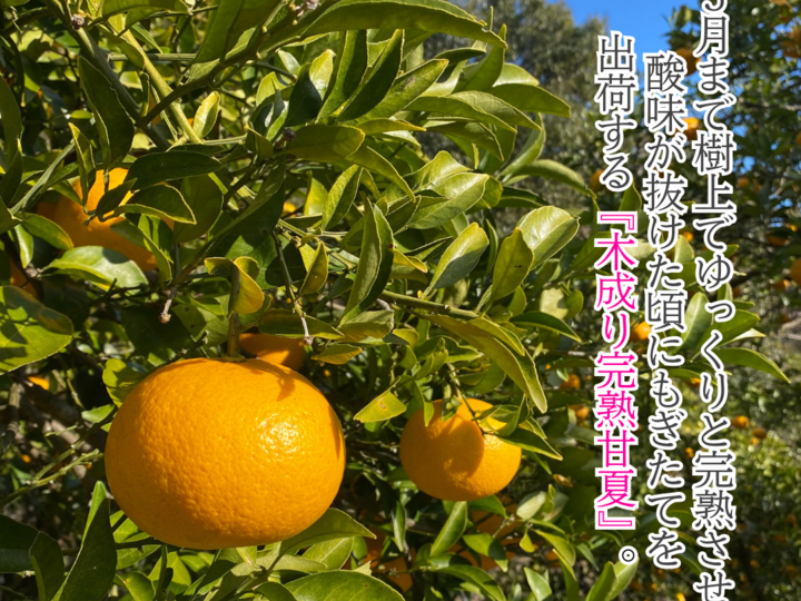 愛媛県産JA正規品 甘平（かんぺい）（青秀）3Kg 3L～L（2025年1