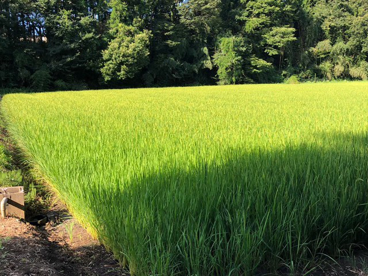 新米 ミルキークィーン 無洗米 5kg 令和3年：千葉県産の米・穀類｜食べ 