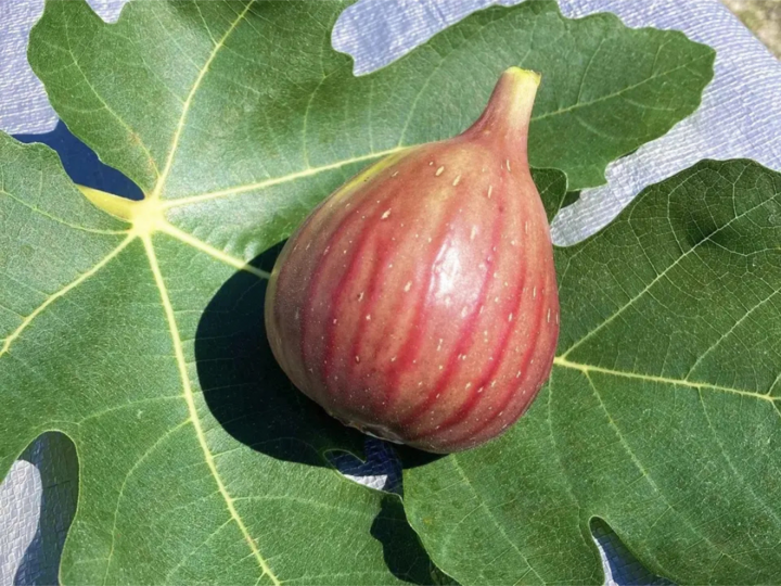 先行予約】10本セット 農薬不使用イチジク穂木 約80cm〜1m（桝井