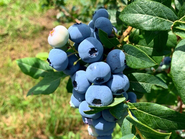 剪定と摘果