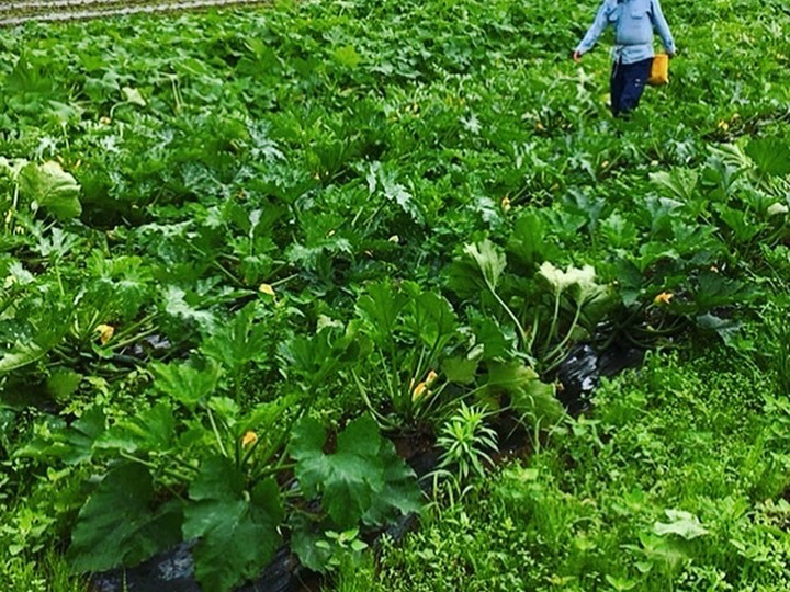 自然と共存しながら野菜を育てています