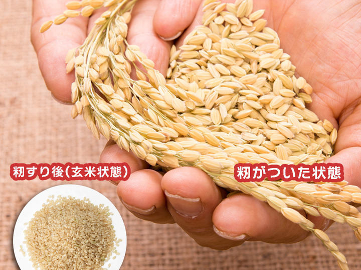 令和7年新米】もみ貯蔵でずっと新鮮「みずほのおこめ」千葉県産