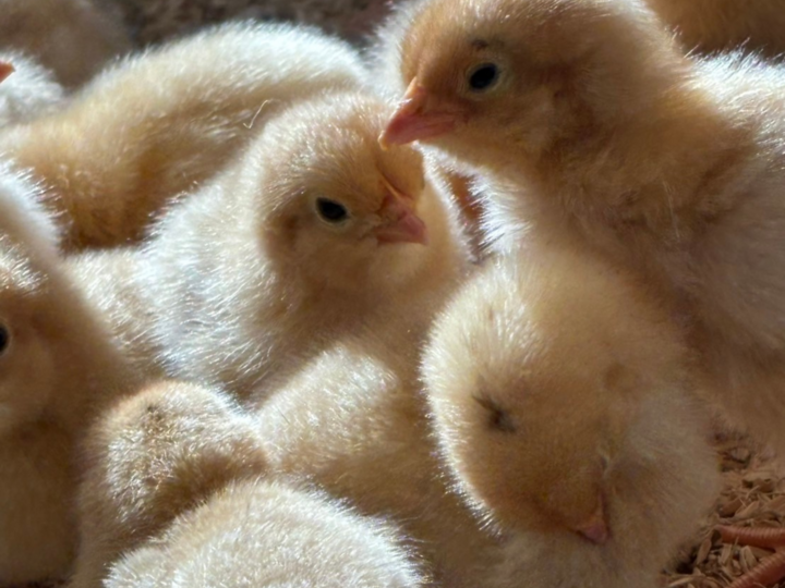 🐔平飼い卵【名古屋コーチン】（36個入り）🐔濃厚でコクがある｜ 卵