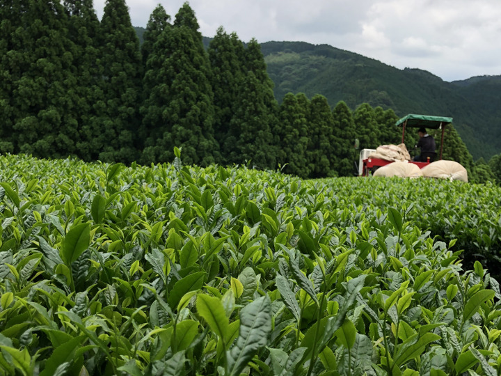 送料相当分値引き中】 2022年八女茶100%の新茶 !!八女茶好きな方はぜひ‼︎当店人気の深蒸し茶2本セット♡：福岡県産のその他日本茶 ｜食べチョク｜産地直送(産直)お取り寄せ通販 - 農家・漁師から旬の食材を直送