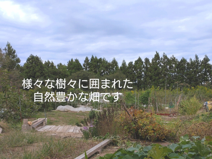 生産者のこだわり