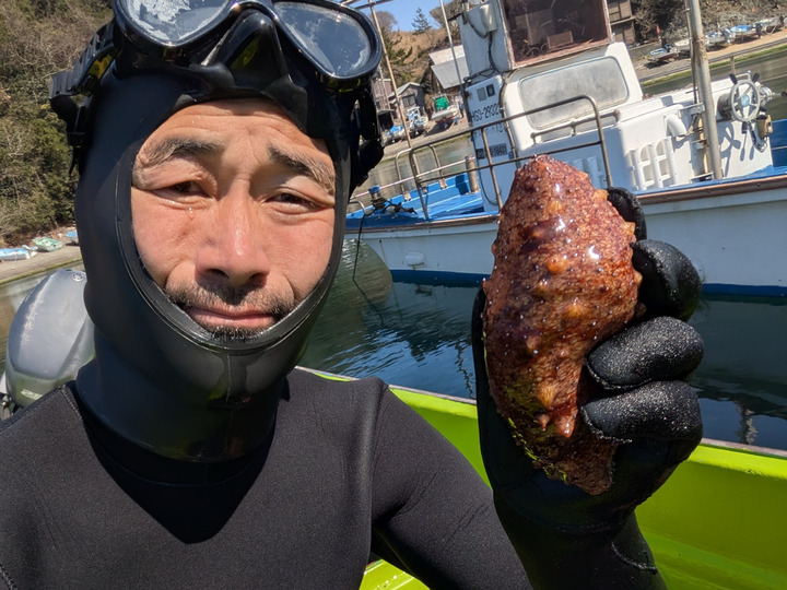 希少！天然物！】山陰産「生1本ワカメ」※めかぶ・茎 付き 1kg：兵庫県