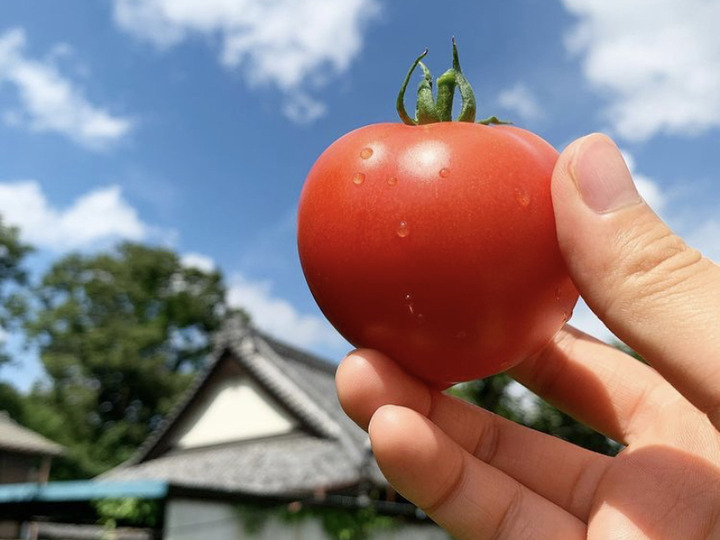 安心安全な野菜たち♪