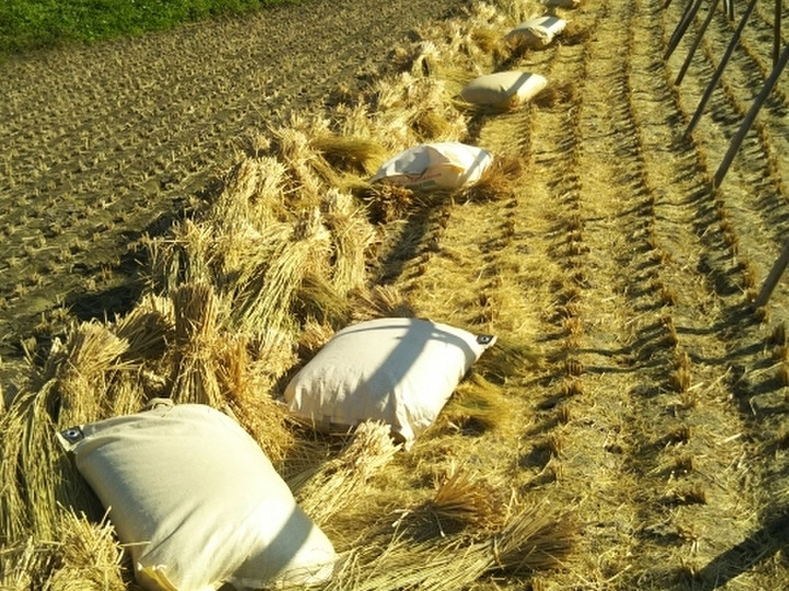完全農薬不使用 天日干し令和4年度うるち米（あきたこまち）玄米20kg