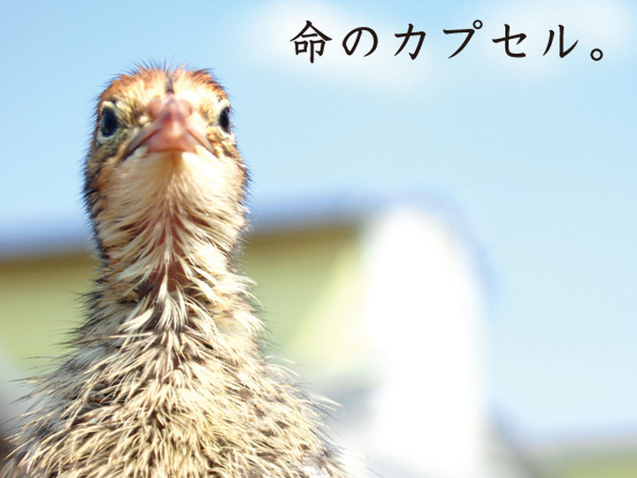 安心・安全な卵を食べてもらいたい!