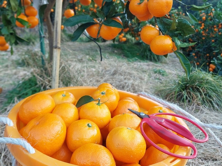 驚きの安さ 有田みかん【小粒小玉】3.5kg（箱込）：和歌山県産のみかん 果物