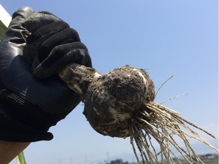 やさいの持つ本来の風味・力を生かす