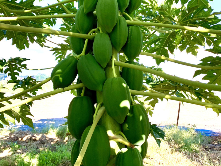 旬の健康野菜！青パパイヤ 約10kg：茨城県産のその他青パパイヤ