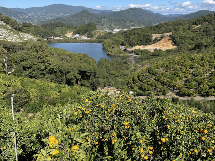 大玉サイズ(２Ｌ・３Ｌ）・秀／優混合】≪5㎏≫和歌山有田産！早生みかん：和歌山県産のみかん・柑橘類｜食べチョク｜産地直送(産直)お取り寄せ通販　農家・漁師から旬の食材を直送