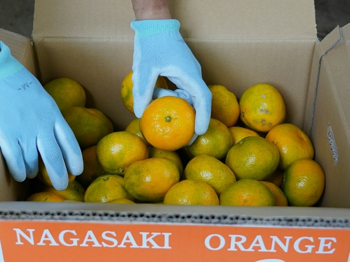 人気絶頂 長崎県産】スイートスプリング2kg：長崎県産のみかん・柑橘類 果物