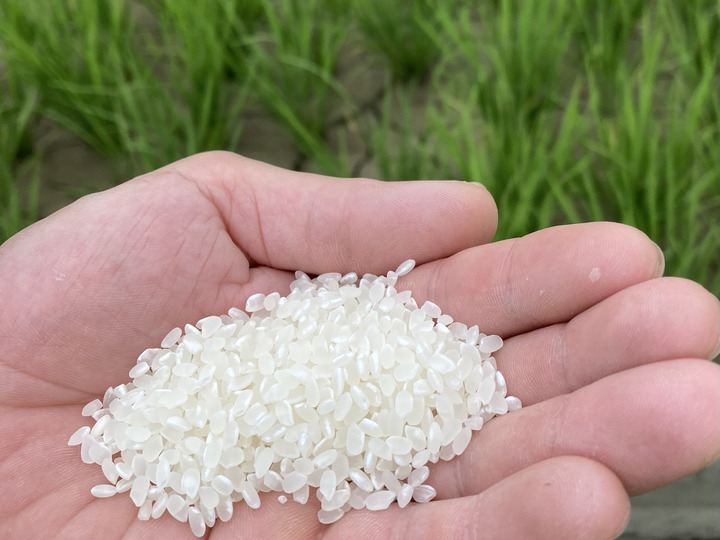 単一原料米10割滋賀県産日本晴5年産白米24kg - 米