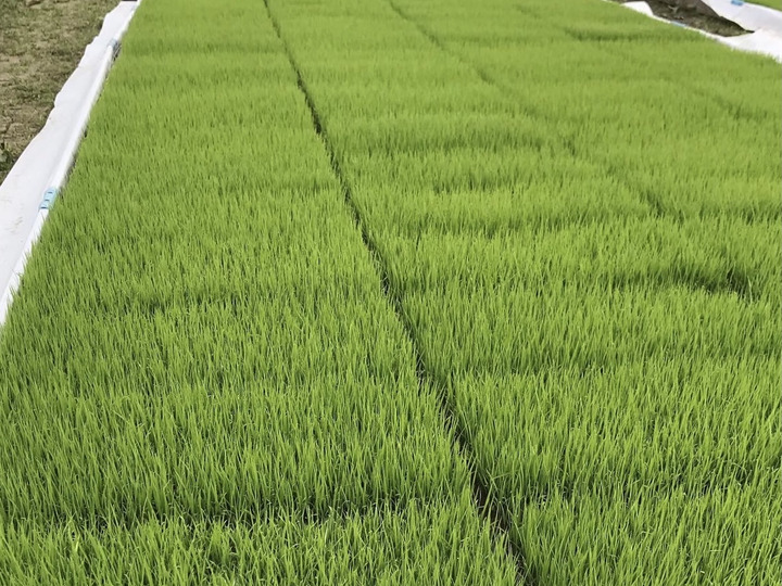 従来品種（昔ながらの）コシヒカリ