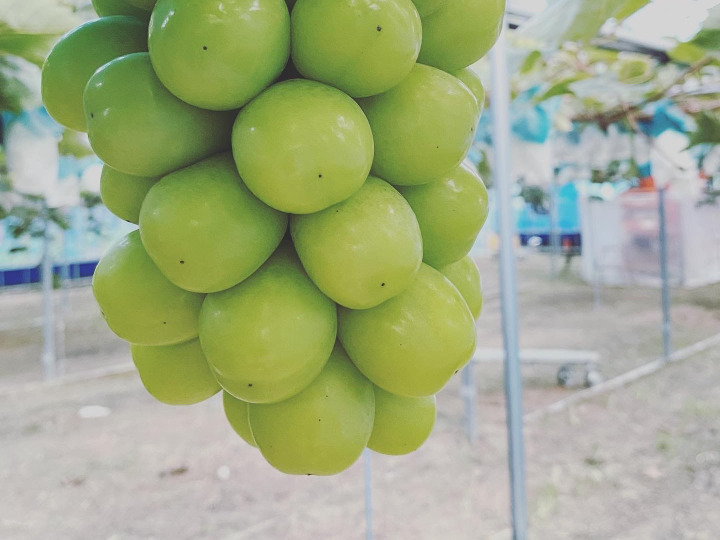 令和6年産 岡山県産きぬむすめ単一原料米 玄米10kg 農家直送