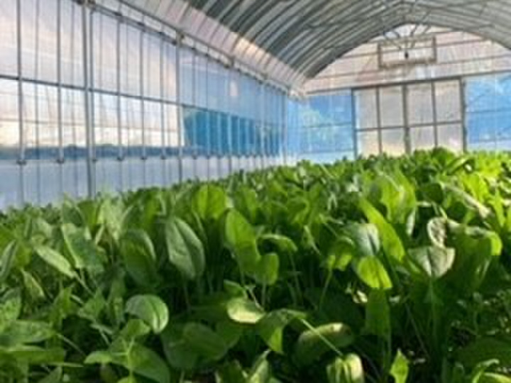 低水分栽培にすることで、甘い採れたて野菜を食卓へ