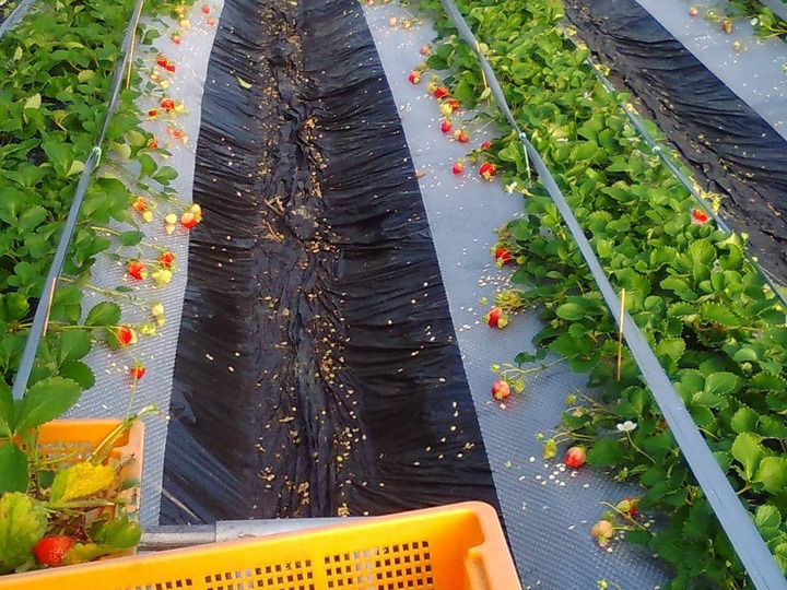 有機素材100％ いちごジャム（3本セット）：熊本県産の野菜｜食べチョク｜産地直送(産直)お取り寄せ通販 - 農家・漁師から旬の食材を直送