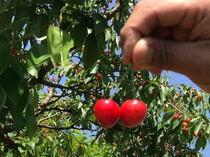 甘さにこだわったさくらんぼ🍒