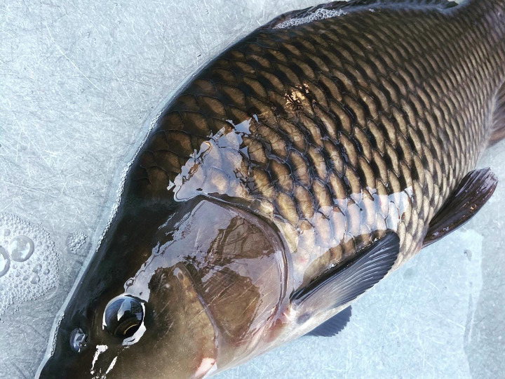 魚の健康を第一に!