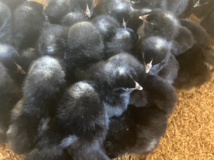 生産者のこだわり