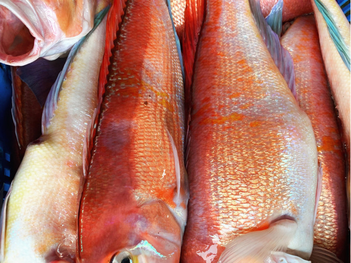 釣りたて ウスメバルbox 沖メバル 1キロ 高級魚 秋田県産の魚 食べチョク 産地直送 産直 お取り寄せ通販 農家 漁師から旬の食材を直送