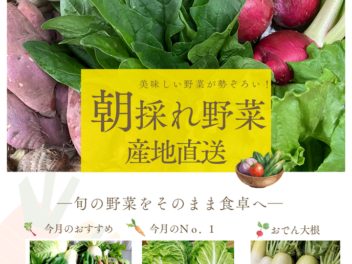 トマトの他にも旬のお野菜も育てております。