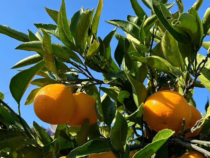 食味を大事にする喜楽farm's