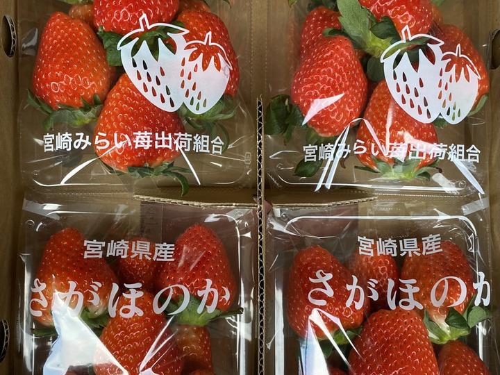 楢木いちご農園へのレビュー・商品：宮崎県｜食べチョク｜産地直送