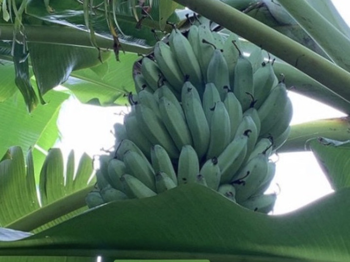 冷凍バナナ 4P 4kg：沖縄県産の果物｜食べチョク｜産地直送(産直)お取り寄せ通販 - 農家・漁師から旬の食材を直送