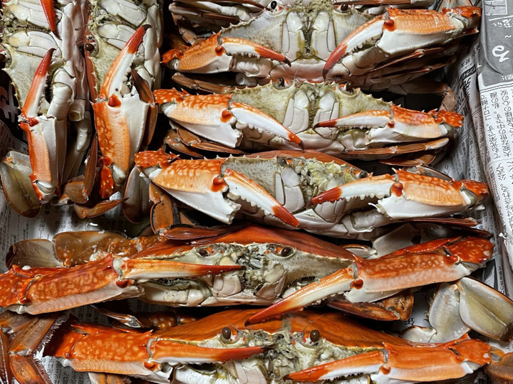 夏ギフト 日間賀島漁師直送 今が旬 高級貝 白ミル貝 2kg 活かし発送 刺身 バター焼き フングリの煮付けにオススメ 愛知県産の魚介類 食べチョク 産地直送 産直 お取り寄せ通販 農家 漁師から旬の食材を直送