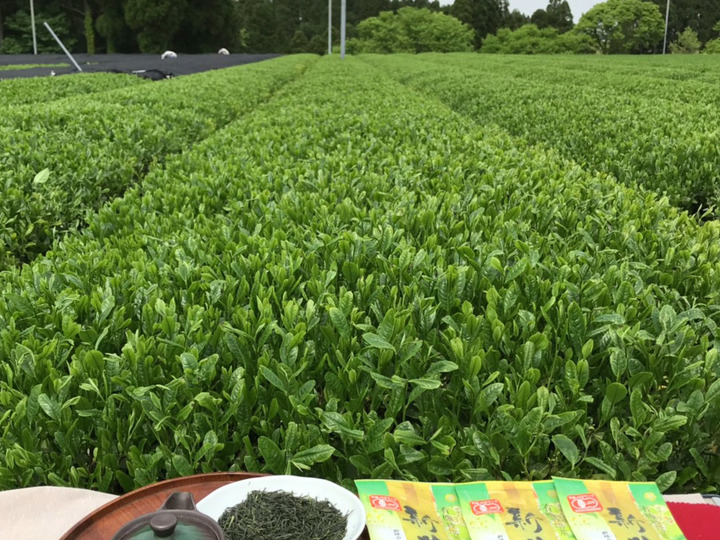 長年培った有機栽培茶