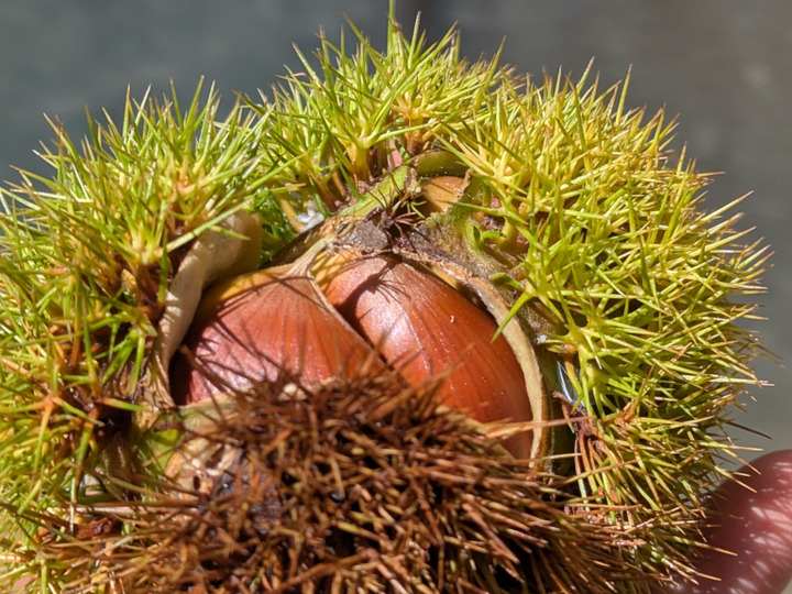 ひろっち様　銀寄せ　茨城県産栗 000000019060-01-l.jpg?t=