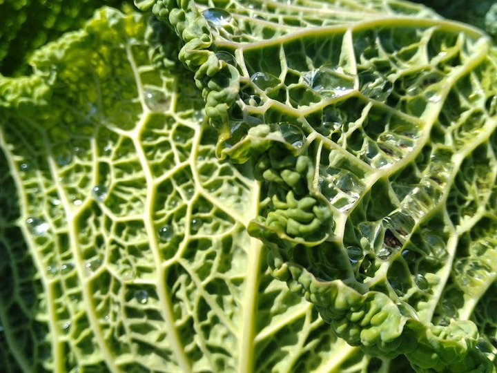 北海道産ヤングコーン20本：北海道産の野菜｜食べチョク｜産地直送(産直)お取り寄せ通販 - 農家・漁師から旬の食材を直送