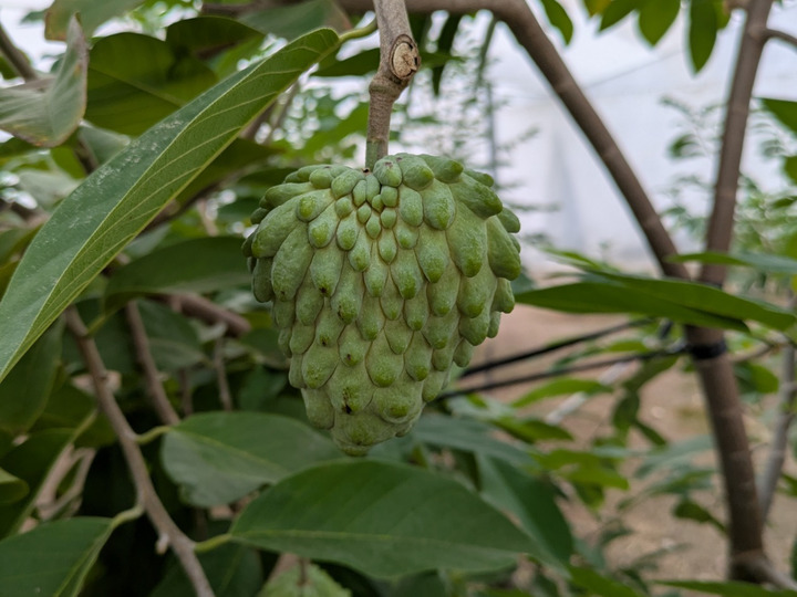 秋季限定、甘くて体に嬉しい！熊本県産アテモヤ（約1kg