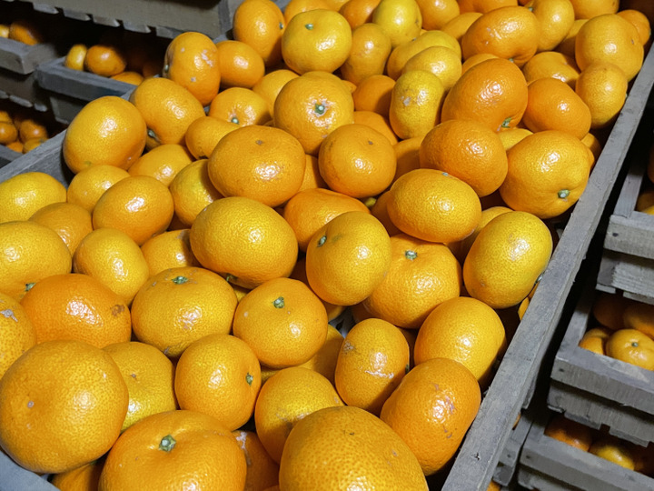 みかん 10キロ箱込み】送料込4999円～ 由良 訳ありみかん ゆら 西浦みかん 青島 早生 静岡産 沼津 蜜柑 果物 フルーツ 柑橘 訳あり果物  柑橘類 お土産 贈り物 お歳暮 ギフトにも◎：静岡県産のみかん・柑橘類｜食べチョク｜産地直送(産直)お取り寄せ 農家・漁師から ...