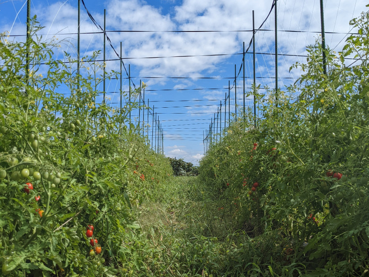 自然農法によるオーガニック野菜