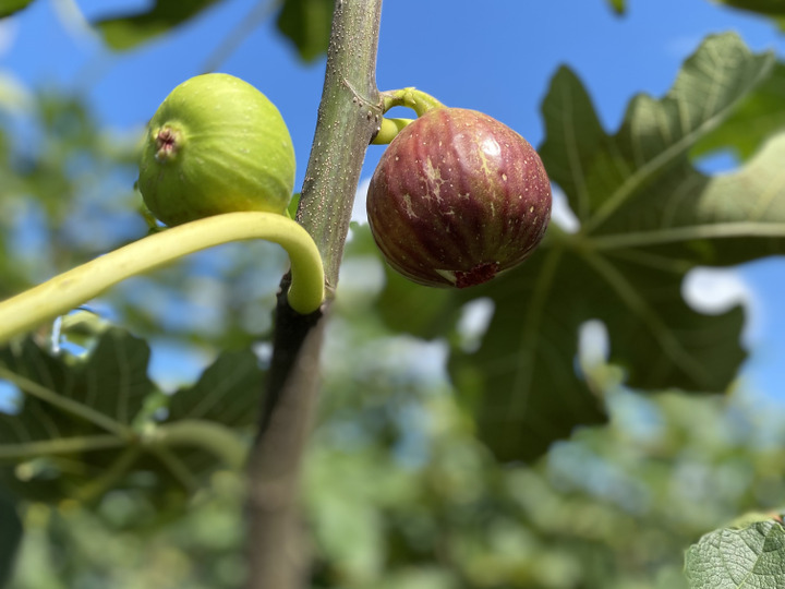 はびいち農園へのレビュー・商品：大阪府｜食べチョク｜産地直送(産直