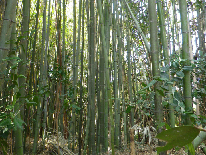 令和6年産】農薬・肥料不使用・天日干し!ふさこがね玄米5 令和6年産】農薬・肥料不使用・天日干し!ふさこがね玄米5