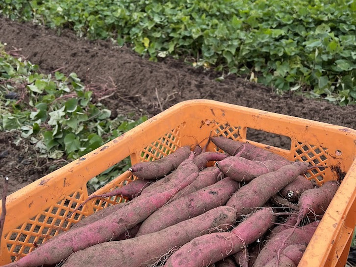 大容量1.9㎏！極甘ねっとり干し芋の切り落とし：茨城県産のべにはるか