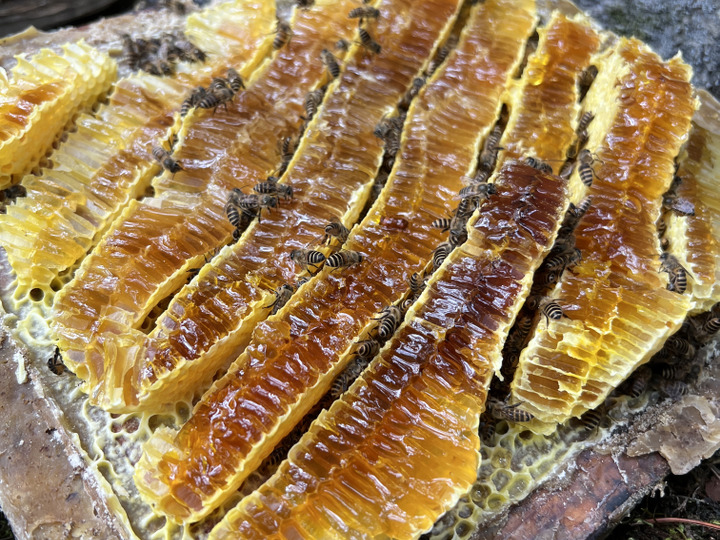 中蓮寺農園｜希少な日本蜜蜂を美里町から